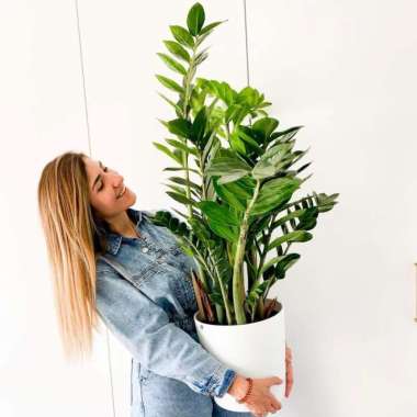 Zamioculcas Zamiifolia ZZ Plant | Pembersih Penyerap Racun Udara Rumah Multivariasi Multicolor