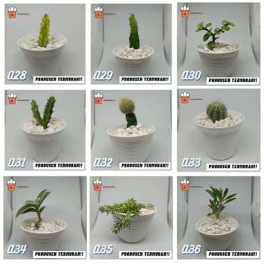 Kaktus dan sukulen murah | Tanaman hias - Dekorasi kamar | A28 Tanaman saja