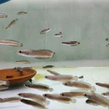 baby chana auranti 5 cm