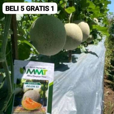 50 Benih Bibit Biji Melon F1 DELON 65 Oren, Import Hibrida Seeds Super Manis