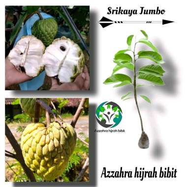 Azzahra hijrah bibit tanaman srikaya Jumbo/bibit srikaya okulasi/tabulampot