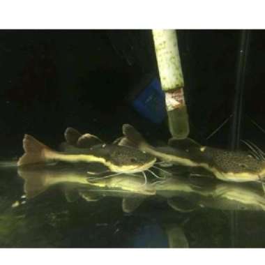ikan RTC