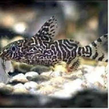 ikan synodontis