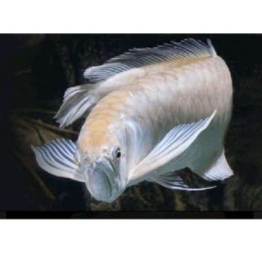 arwana silver red 17-20 cm