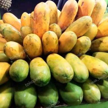 Pepaya Manis perbuah