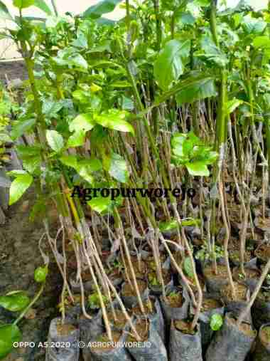 Bibit Tanaman Kopi Robusta - Sambung Pucuk Lebih Cepat Berbuah(Produktif)