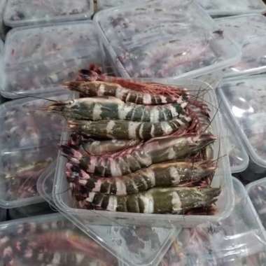 Udang Windu Tiger 1kg