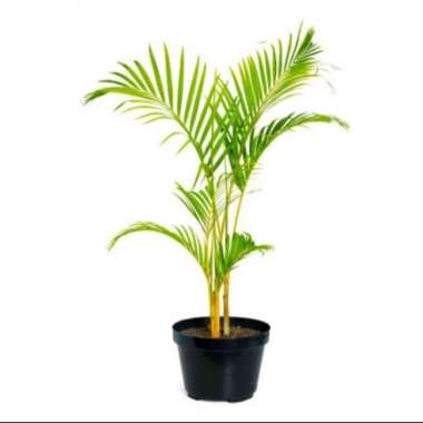 Pohon Palem Kuning, Tanaman Hias Palem Kuning, Tanaman Hias Indoor Tinggi 1,5 M - 2 Meter
