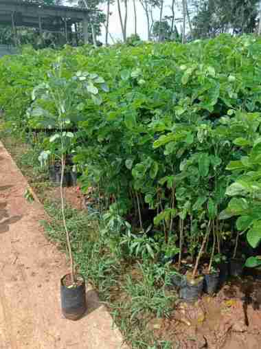 1M - Bibit Tanaman Kayu Trembesi