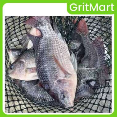 Ikan Mujair Segar Hidup Langsung Panen 500 gr I Cocok untuk Goreng, Bakar, dan Rica-Rica Lezat