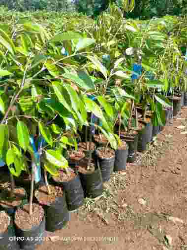Bibit Tanaman Durian Kromo Banyumas / Bawor - Berlabel Dilayani