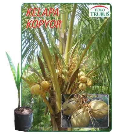 KELAPA KOPYOR