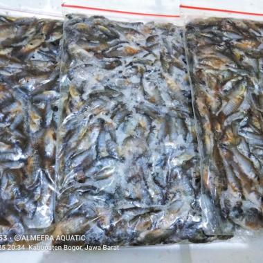 Cere Laut Beku Pakan Ikan Arwana Oscar Predator