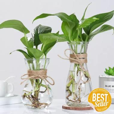 VAS BUNGA KACATALI RAMI BUNGA KERING HIDROPONIK RUSTIC CARAFE ESTETIK warna VAS BULAT DMJ