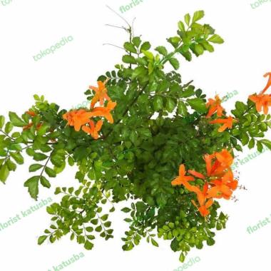 Plant Tecoma Capensis Orange