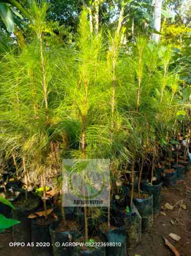 Bibit Tanaman Pinus Tanaman Reboisasi / Perhutani