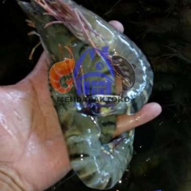 Udang tiger | pancet ukuran besar | ikan laut segar | seafood