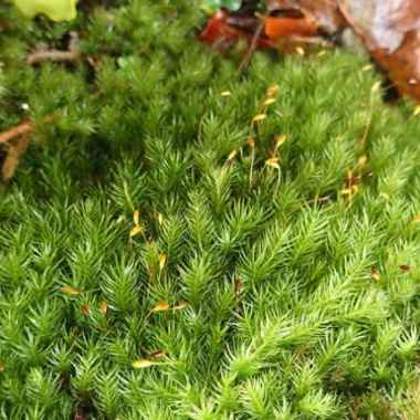 Moss Forest Live Paludarium Terrarium Vivarium Darat Multivariasi Multicolor