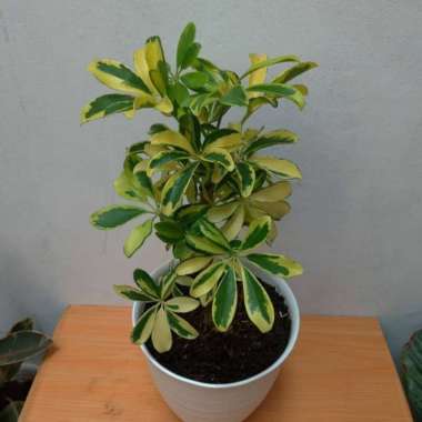 tanaman hias indoor walisongo varigata mini + pot / tanaman Multivariasi Multicolor