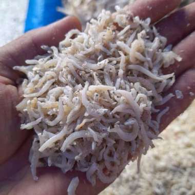 Ikan Teri Medan 500gr