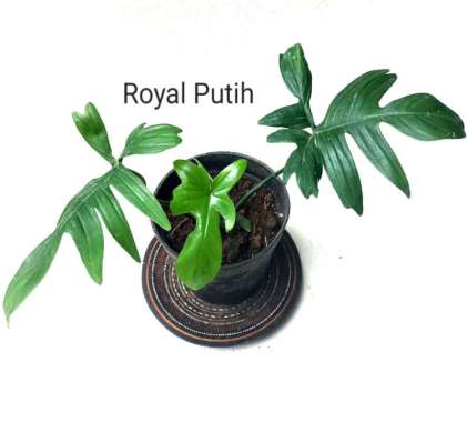 TANAMAN HIAS PHILODENDRON FLORIDA / PHILO MERPATI FLORIDA