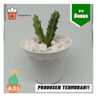 Kaktus dan sukulen murah | Tanaman hias - Dekorasi kamar | A31 Tanaman saja