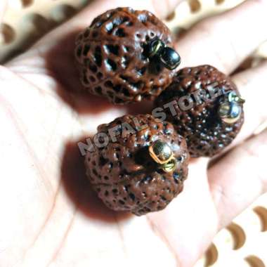 LIONTIN RUDRAKSHA JUMBO BESAR JENITRI