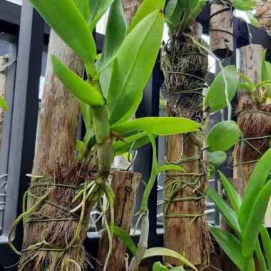 media tanam kayu kopi - media tanam kayu kopi untuk anggrek