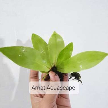 Kadaka Mini Darat | Tanaman Paludarium Terrarium Vivarium - SIZE S SIZE S