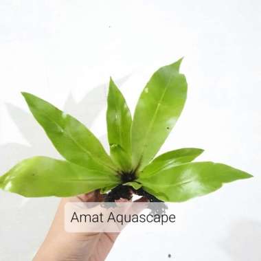 Kadaka Mini Darat | Tanaman Paludarium Terrarium Vivarium - SIZE S SIZE M
