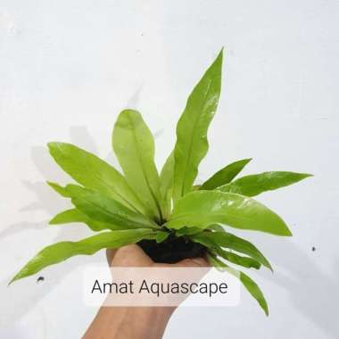 Kadaka Mini Darat | Tanaman Paludarium Terrarium Vivarium - SIZE S SIZE L