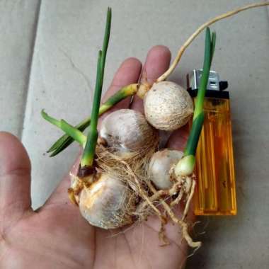 bibit baahn bonsay pinang