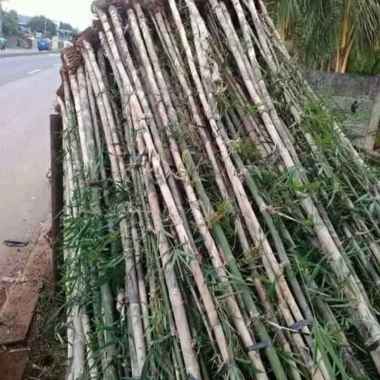 Bibit Tanaman Bambu Jepang untuk pagar