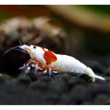 Udang Hias Merah Aquascape Red Mosura Caridina