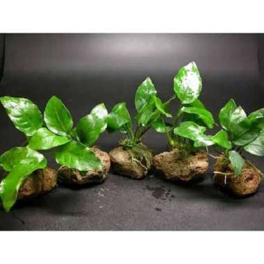 anubias nana full daun air