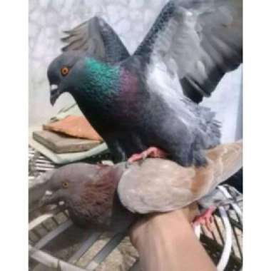 burung merpati atas jodoan giringan