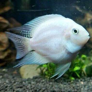 ikan blue polar platinum cichlid