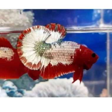 ikan cupang plakat fccp