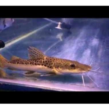 ikan leopard catfish