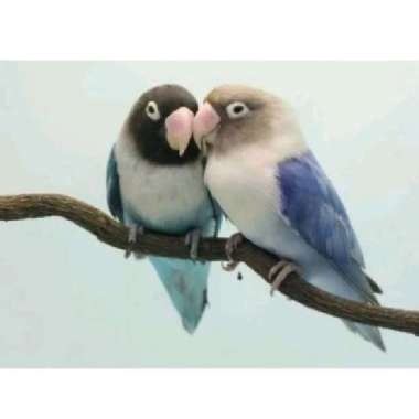 burung lovebird paruh putih blue series biru series