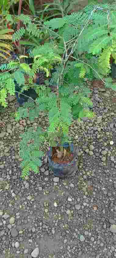 bibit asam jawa 1 meter tunas bibit