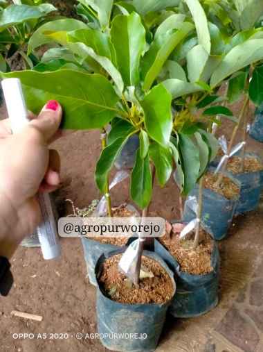 Bibit Tanaman buah alpukat Kelud -Ukuran jumbo - Mudah berbuah