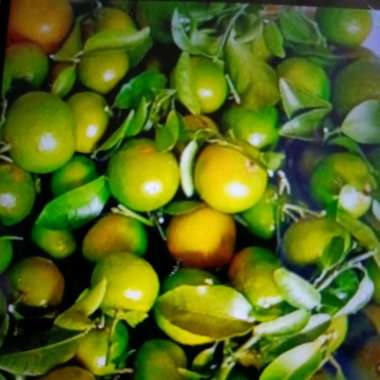jeruk Santang madu hijau manis 250gr