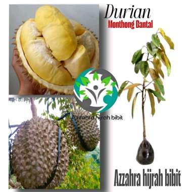 Azzahra hijrah bibit/BIBIT DURIAN MONTONG BANTAL/BIBIT TANAMAN DURIAN MONTONG OKULASI