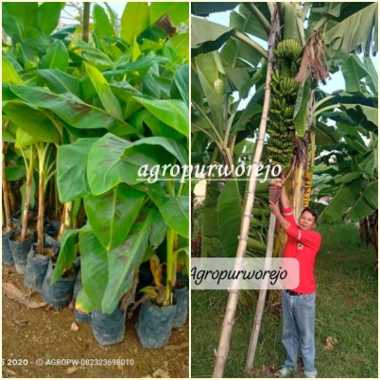 Bibit Tanaman Pisang Fhia17/Mulyo/Dampit - Kultur Jaringan Harga Murah