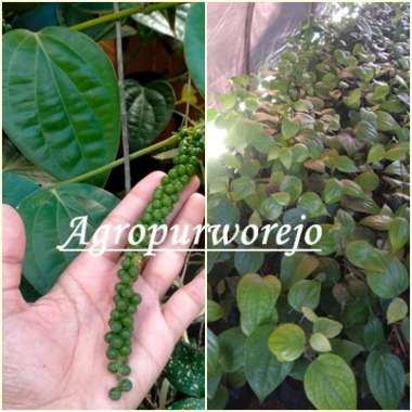 Stek - Sudah Berakar - Bibit Tanaman Lada India Untuk Hasil panen yang berlimpah