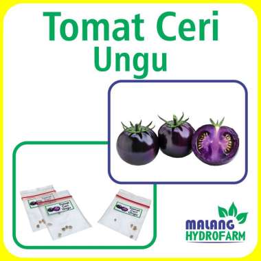 Benih Tomat Ceri Ungu Unggulan Berkualitas biji bibit repack tomato cherry cery mini purple hydropon