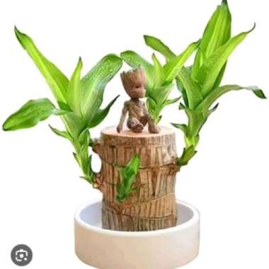 Bibit tanaman hanjuang Brazilian wood / bahan bonsai