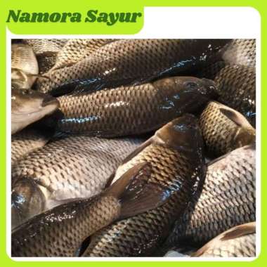 Ikan Mas Hidup Segar 1 Kg