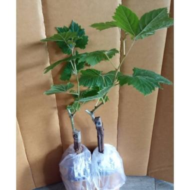 Bibit anggur import pizzutello bianco Grafting